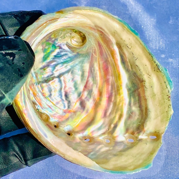 10 Small pcs Abalone Shell Australia SeaShell Rainbow Green Red Pearl Polished - Picture 5 of 7